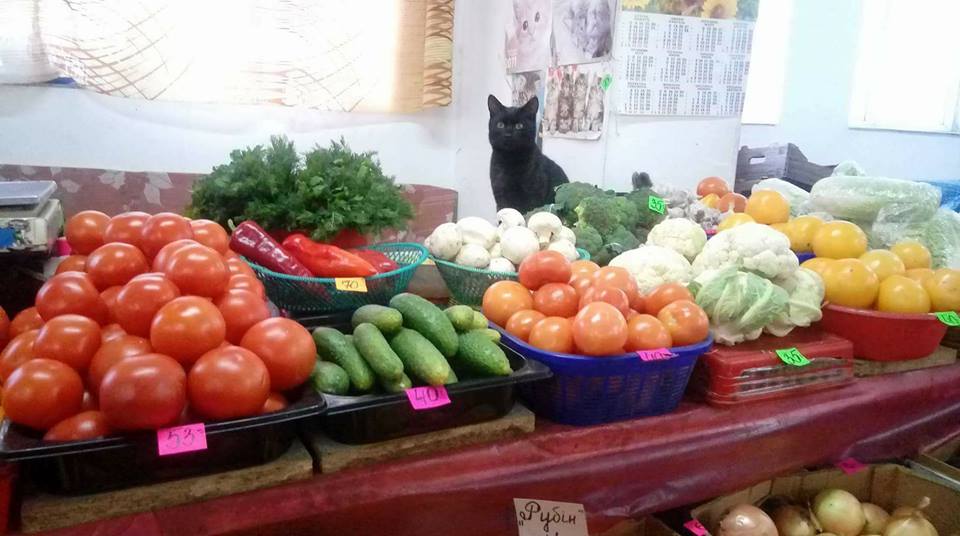 Новина - Події - Лапи і хвіст – ось мій документ: на львівському ринку торгує кіт