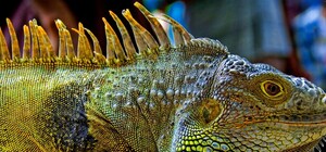 Втекла через балкон: у підібраної на львівському смітнику ігуани знайшлася господиня