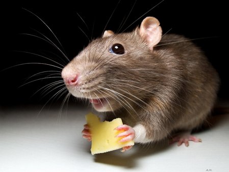 Новина - Події - Сюрприз: львів’янка виявила голову миші у придбаній в супермаркеті квасолі