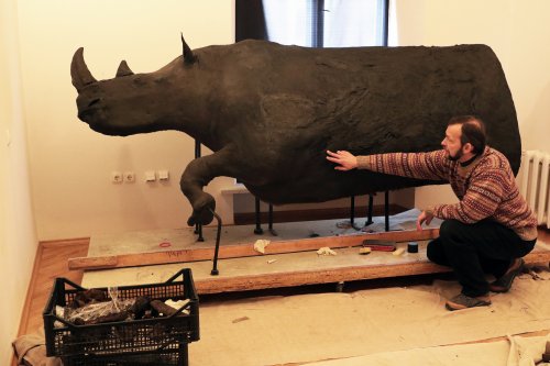 Новина - Події - Таких у світі лише два: у Львові реставрували опудало волохатого носорога