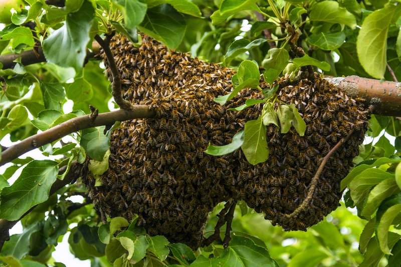 Новина - Події - Фотофакт: у центр Львова залетів рій диких бджіл
