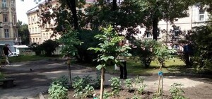 Яка користь з тих квітів: клумбу у центрі Львова засадили картоплею