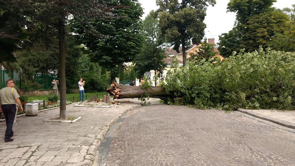 На вулиці Пекарській у Львові дерево впало на дорогу, пошкодило автомобілі і перекрило рух транспорту