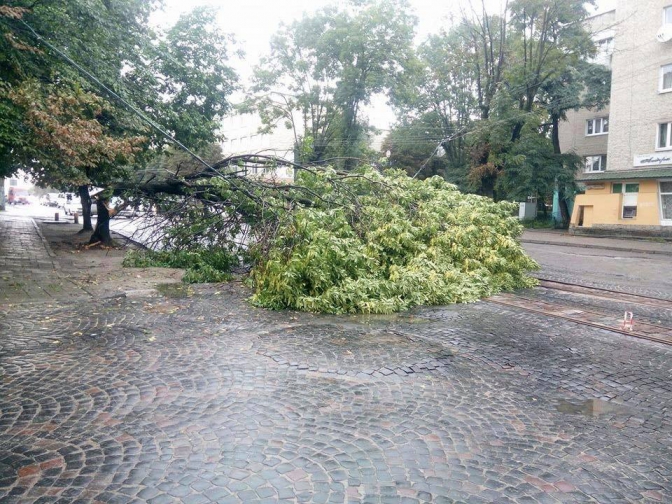 У Львові впало дерево на дорогу.