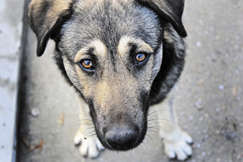 У Львові оголосили підрахунок безпритульних собак