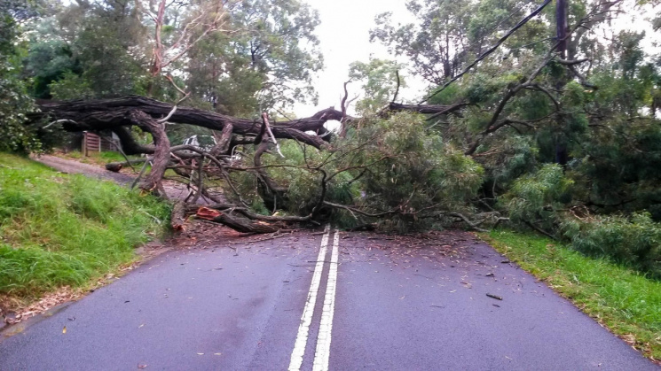 Ураган повалив дерева у Львові