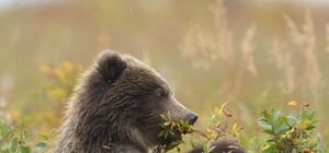 Хто з медом – безкоштовно: львів'ян кличуть на Спаса у ведмежий притулок