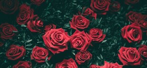 Відео: Львів попрощався з Дмитровським під завивання сирен