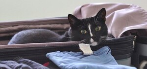 Подорожуй за 5 євро: ірландський лоукостер розпродує квитки зі Львова