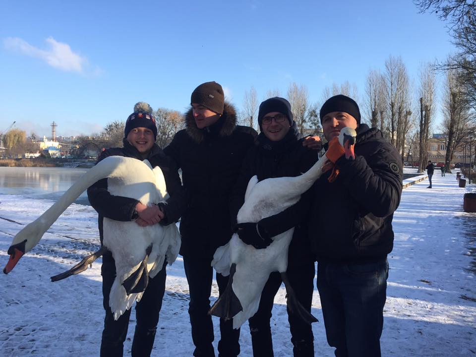 Львівські зоозахисники забрали на зимівлю пару лебедів із Левандівського озера. 