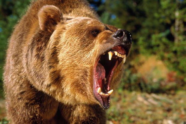 На туристичній базі в Карпатах на львів’янку напав ведмідь.