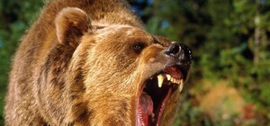 Врятували друзі: на львів’янку напав ведмідь