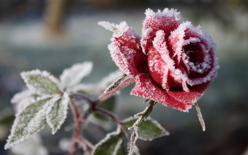 У Львові серед зими саджають троянди. 