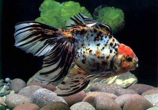 Афіша - Виставки - Виставка акваріумних риб