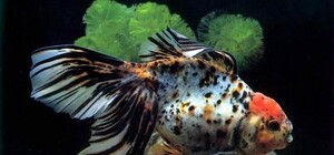 Виставка акваріумних риб