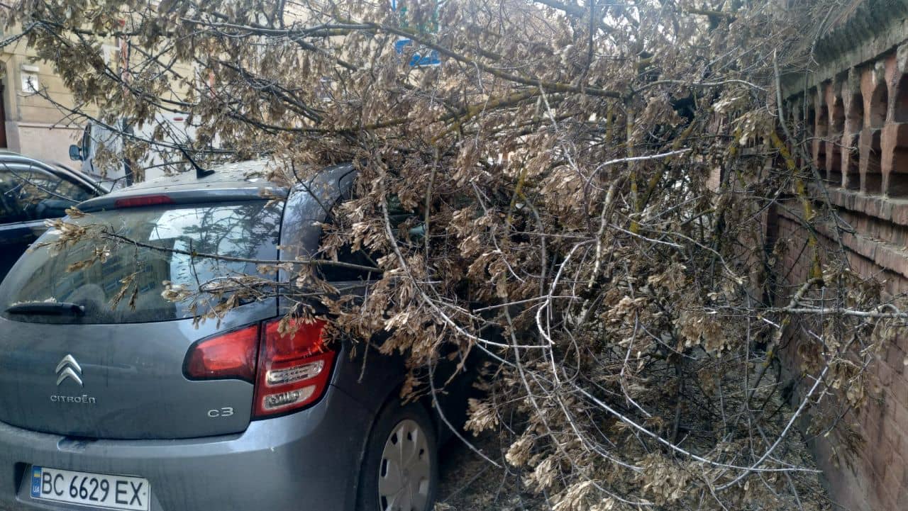 На автомобіль львів'янки впало дерево на вулиці Раппопорта: фото
