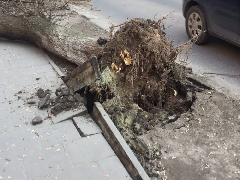 У Львові 28 лютого 2019 року вітер виривав дерева: фото
