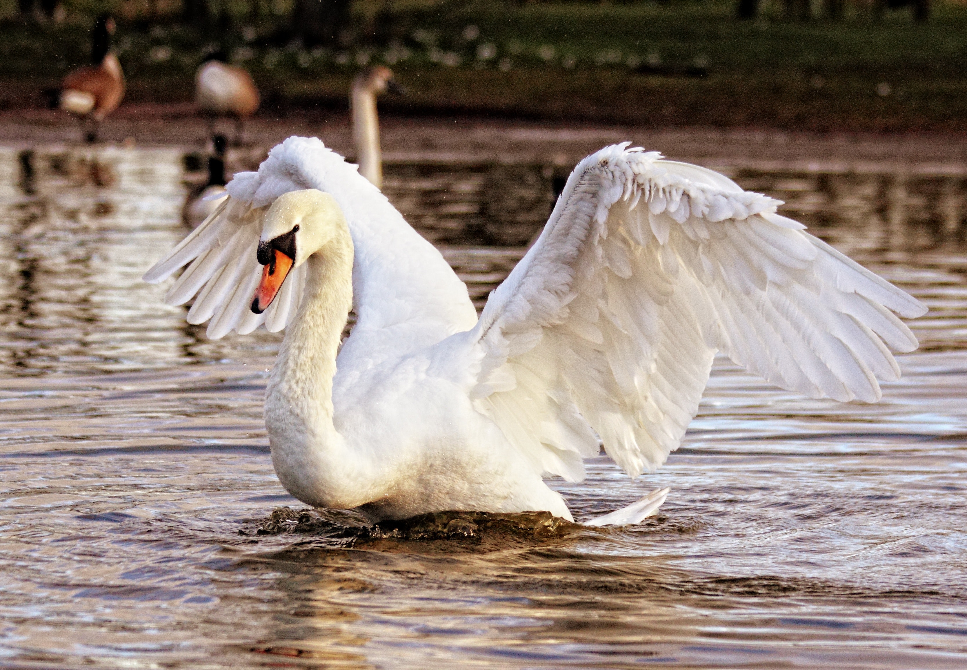 На озеро в Стрийському парку у Львові повертаються лебеді