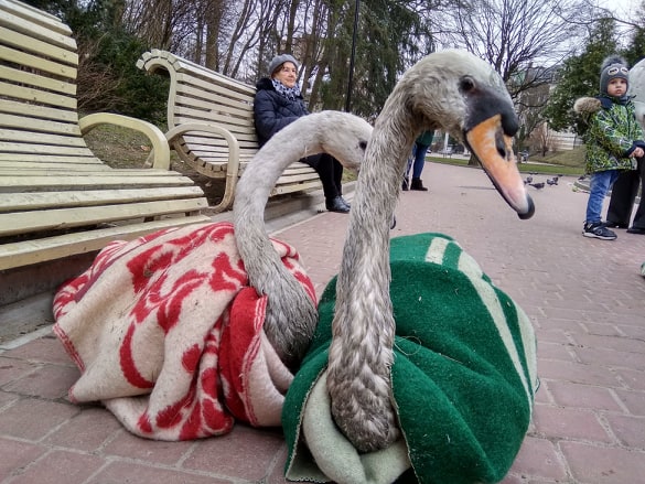На озері у Стрийському парку Львова знову з’явилися лебеді. Фото ІА "Вголос".