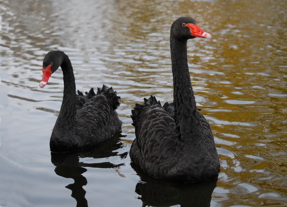 На озері у Стрийському парку Львова вперше оселилися чорні лебеді.