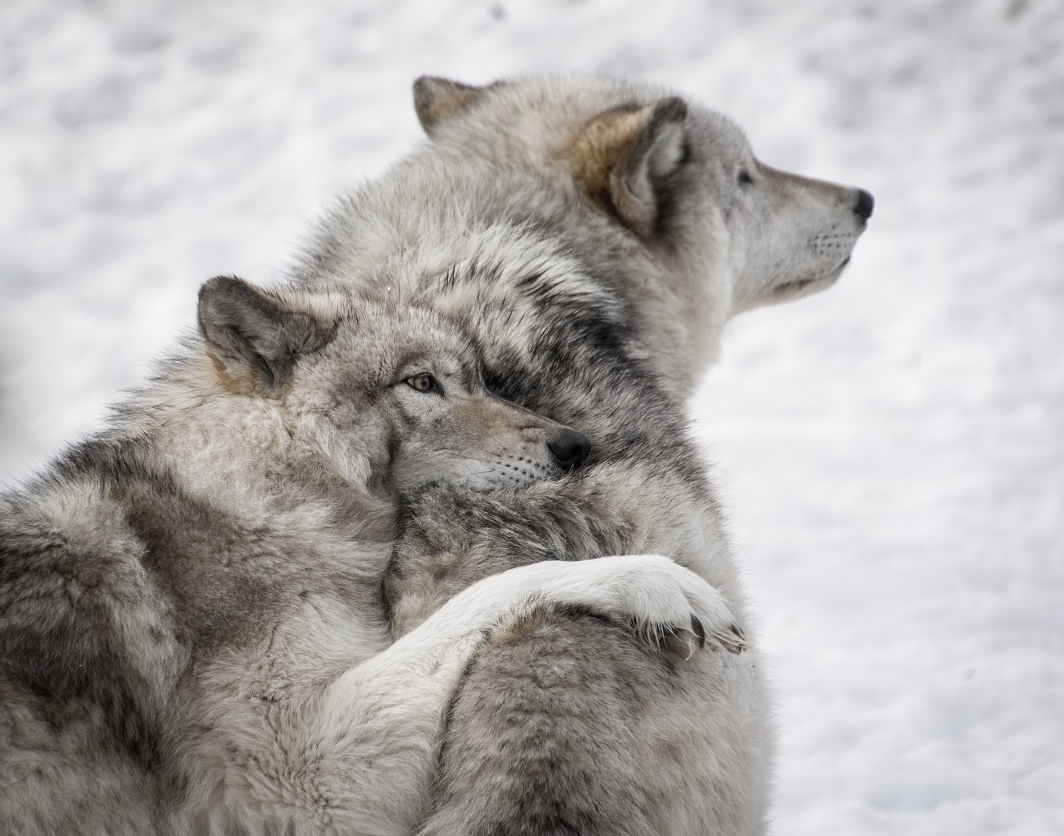 Львівські зоозахисники збирають гроші на вольєр для вовків, врятованих з Житомирського СІЗО