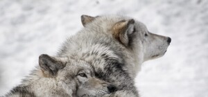 Мученики СІЗО: львів’яни збирають гроші на вольєр для вовків