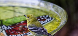 Тримайте себе в руках: біля львівського парку виявили пляшку з небезпечною речовиною