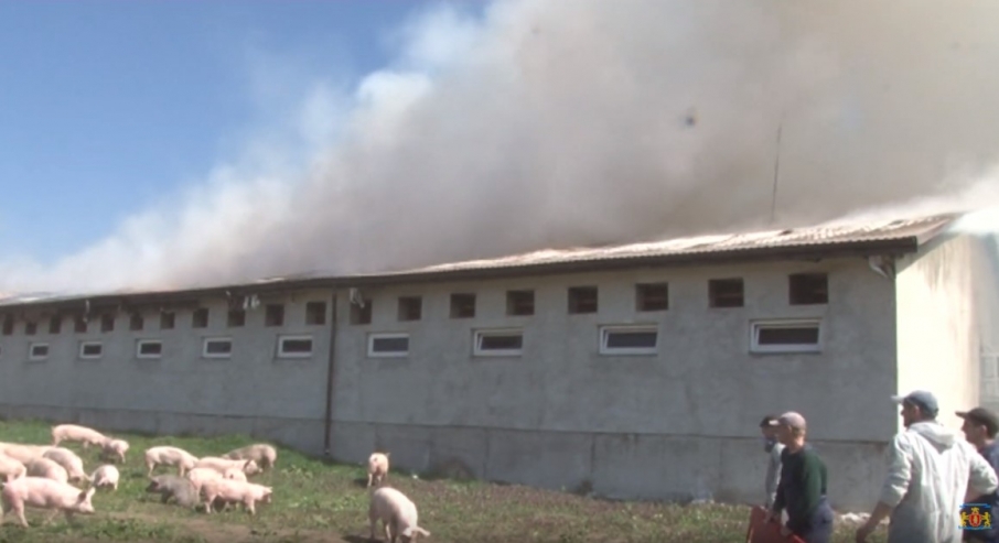 На Львівщині на свинофермі згоріли півтисячі тварин.