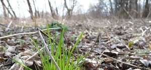 Толока у парку імені Чорновола