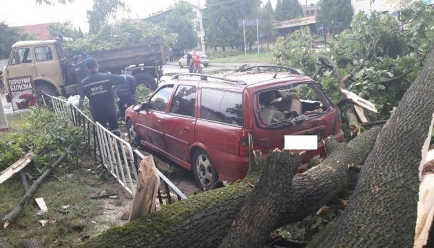 Негода повалила дерева у Львові. Фото умовне.