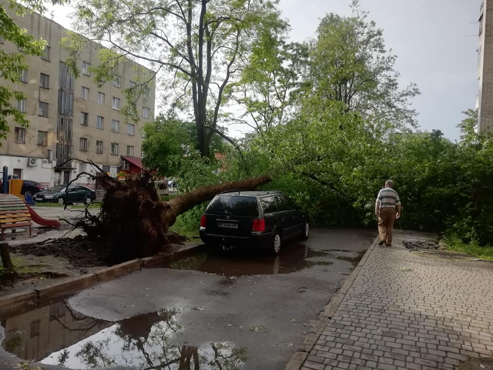 У Львові впало п’ять дерев через пориви вітру