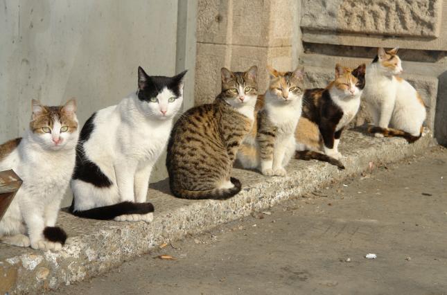 26-30 червня 2019 року у Львові рахуватимуть вуличних котів.