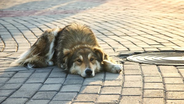 Львів'ян закликають допомогти бездомним собакам їжею і речима. Фото 112 Україна.