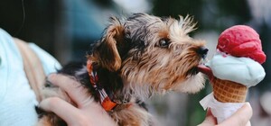 Безкоштовно: у дворику Ратуші відбудеться фестиваль морозива