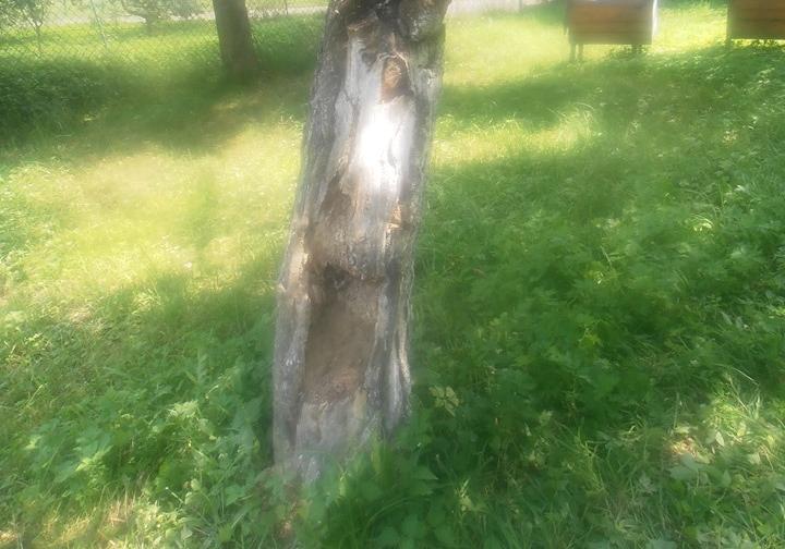 На стовбурі дерева у смт Бориня Львівської області місцеві мешканці помітили образ Ісуса Христа. Фото Степан Блистів.