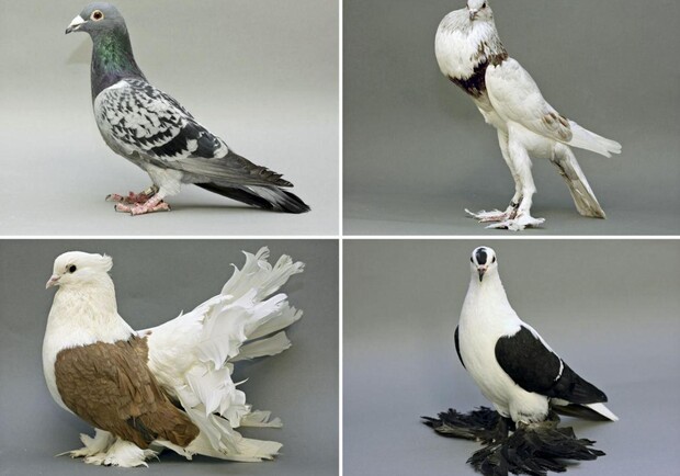 Афіша - Виставки - Виставка декоративних голубів