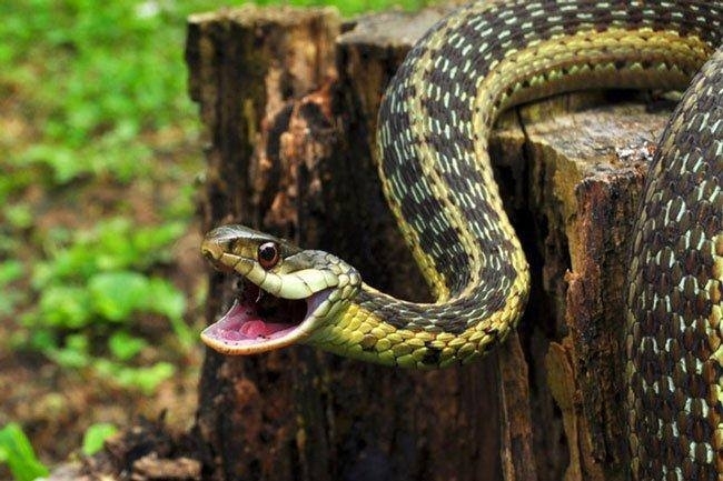На Львівщині змія вкусила 12 річну дитину. Фото умовне.