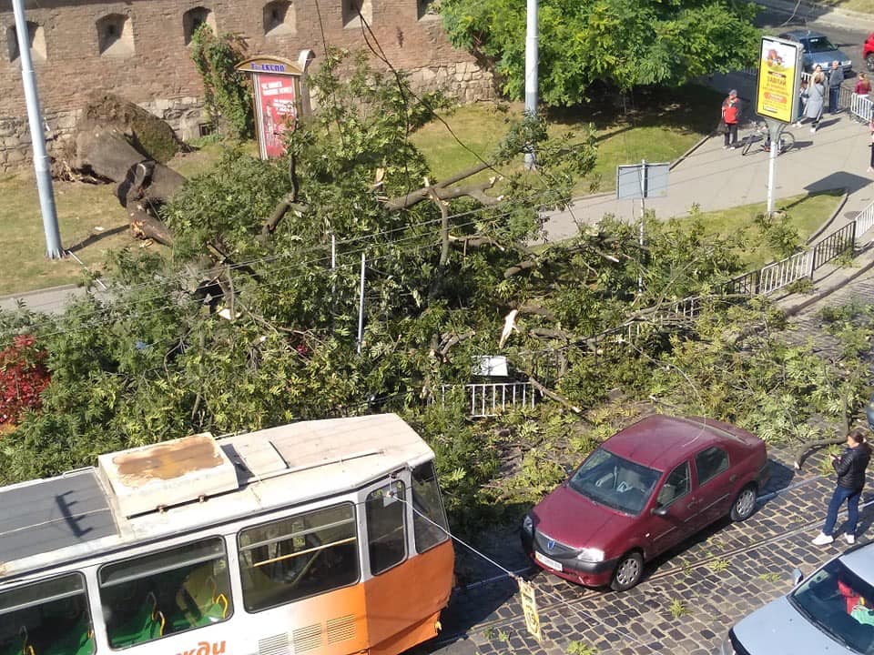 На вулиці Винниченка у центрі Львова дерево заблокувало рух 
