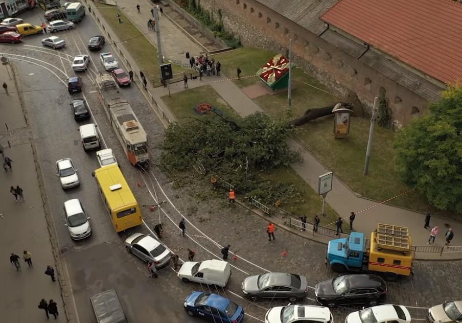 200-літній ясен, який упав в центрі Львова стане інтерактивним експонатом музею. Фото Nebo.Lviv.ua