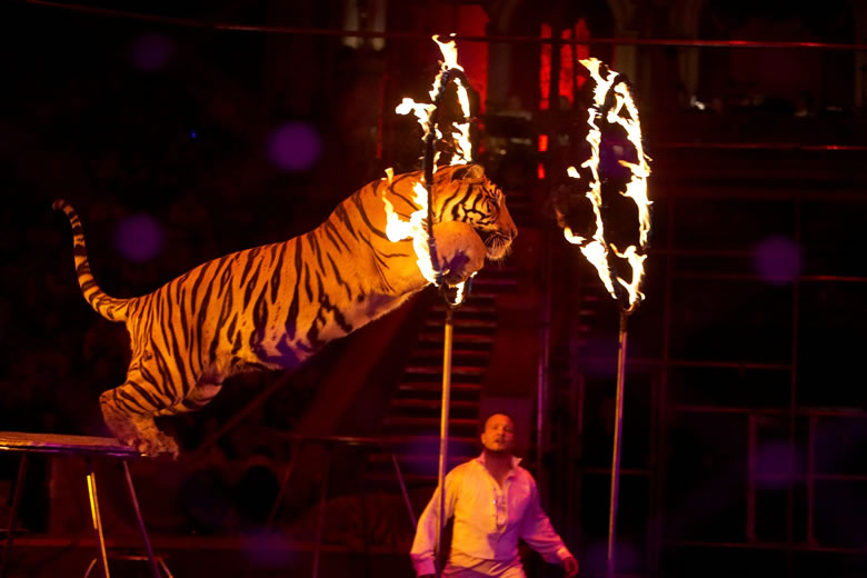 Львів хоче заборонити використання тварин у цирках.