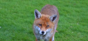 Як долучитися: Львовом пройде марш за захист тварин