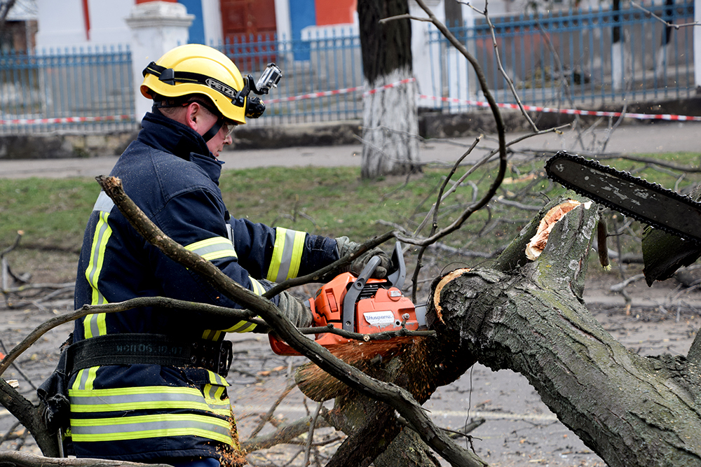 У центрі Львова впало дерево