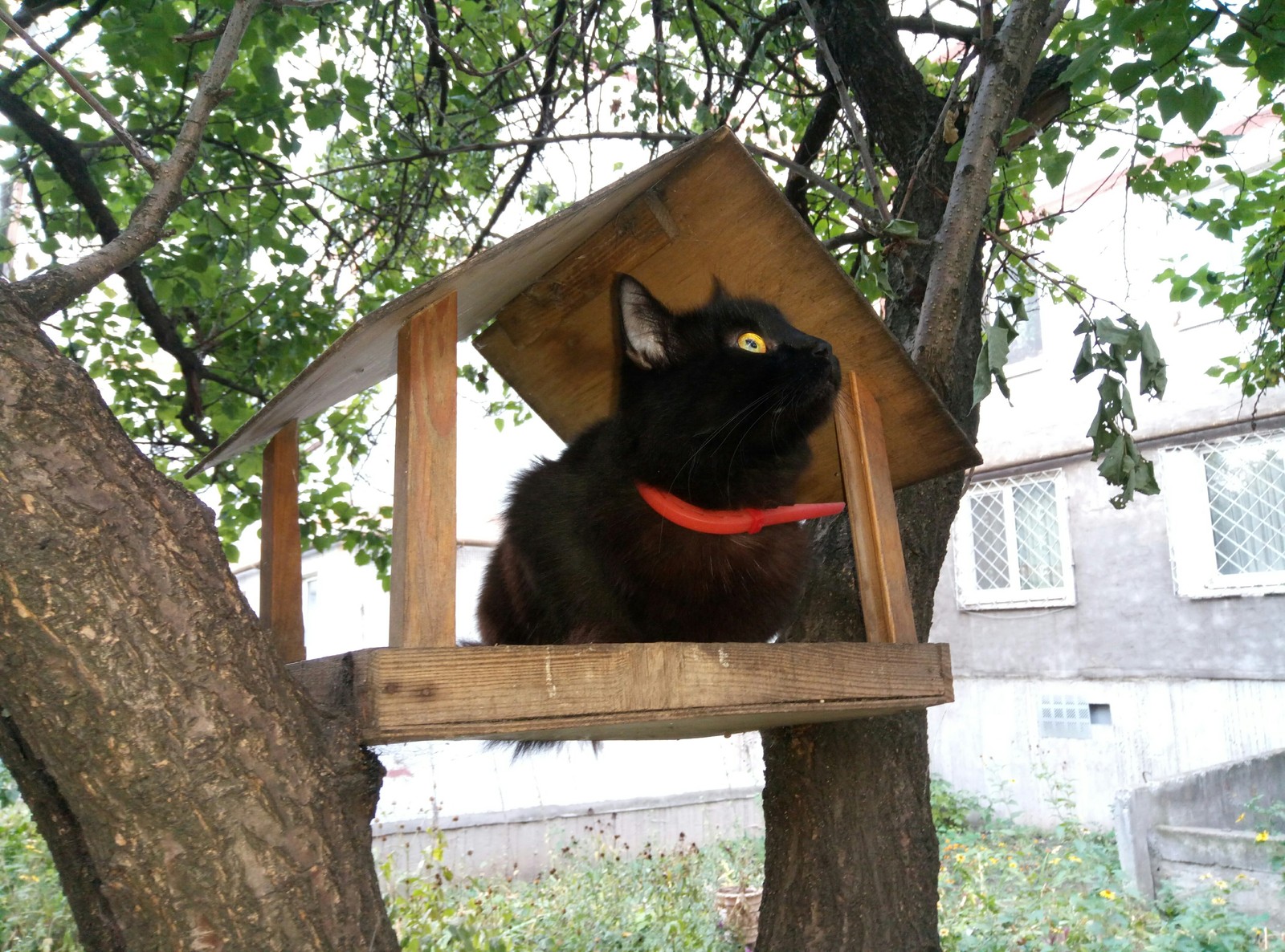 У Франківському районі Львова біля будинків обладнають кілька сотень котівничок – годівничок для вуличних мурчиків. 