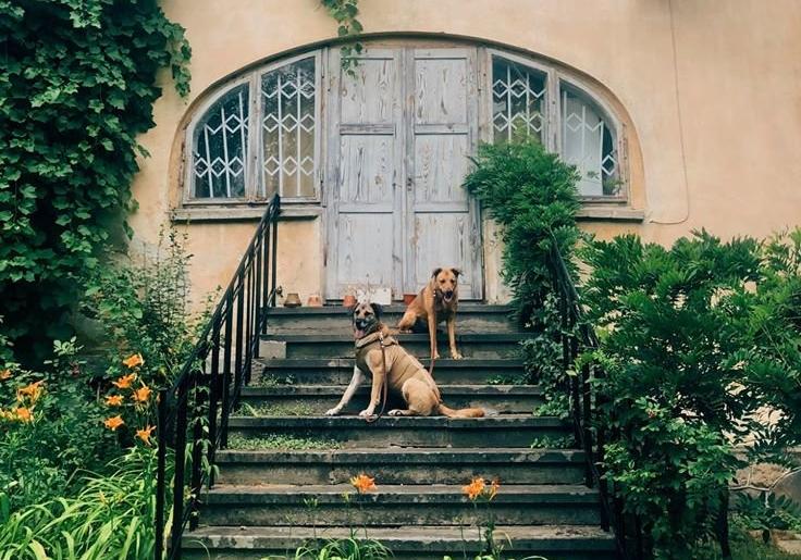Львів'янка Марина Луцюк влаштовує фотосесії безпородним вуличним собакам, щоб рекламувати їх