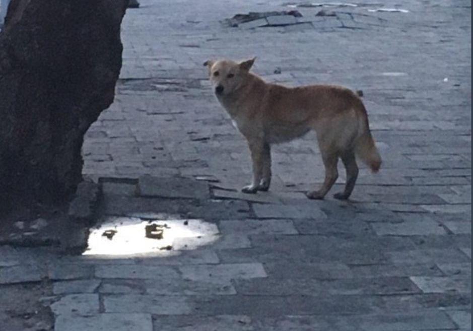 У Львові розшукують рудого собаку, який покусав більше десятьох перехожих. Фото Denys Shtybel.