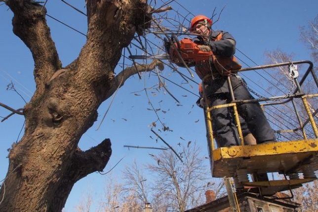 Цього тижня, 3-7 лютого, у Львові зрізатимуть аварійні дерева.