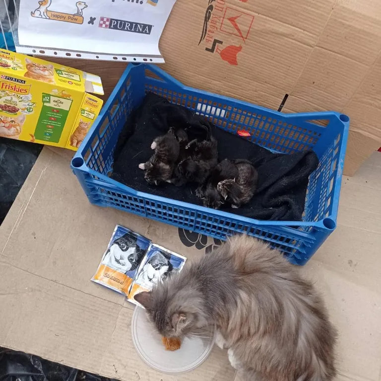 Корм для котенят на Херсонщині / Фото БО "Щаслива Лапа"