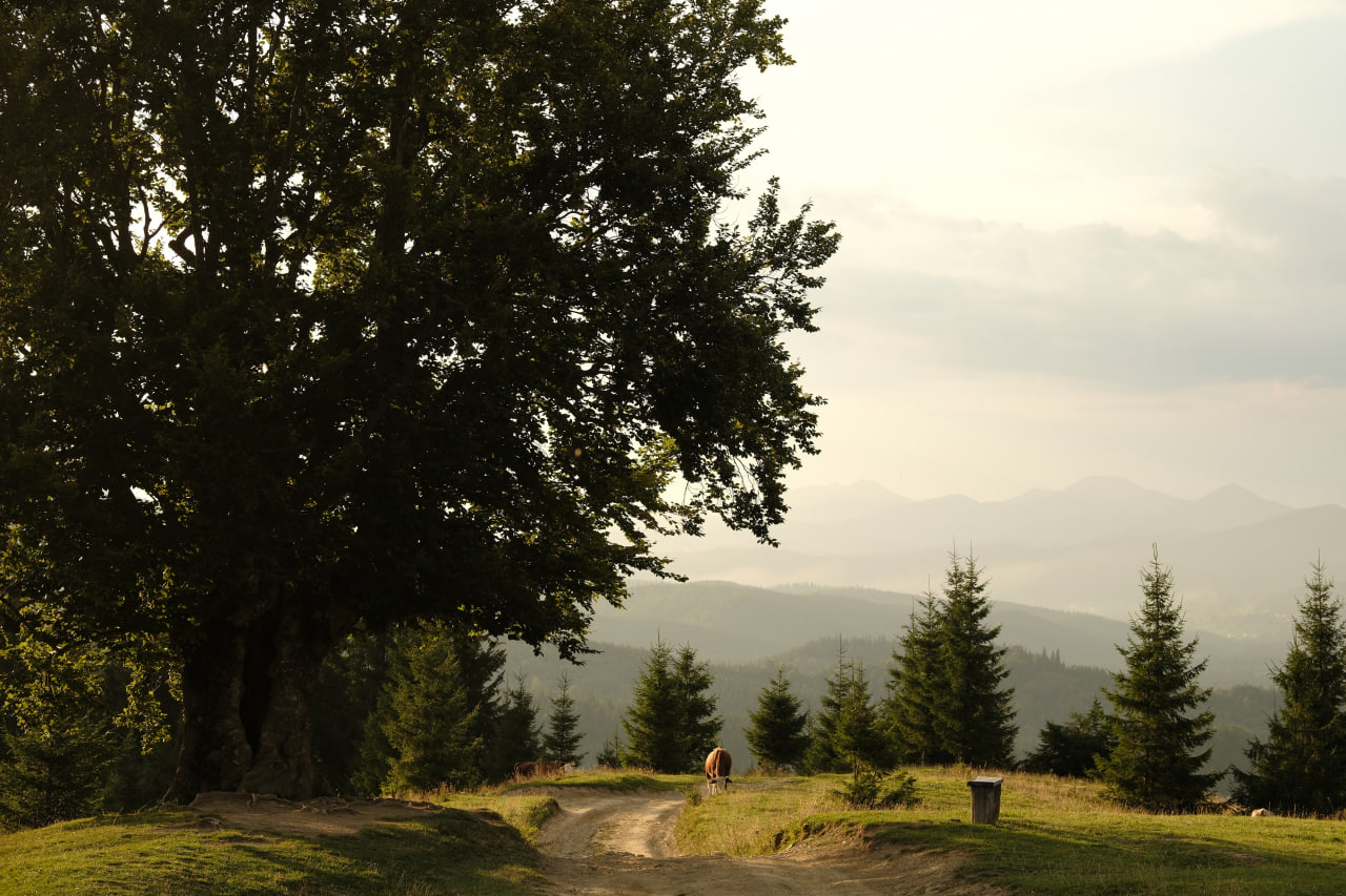 Локація знаходиться в самому серці Гуцульщини