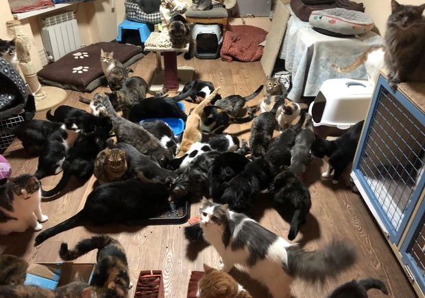 &laquo;Ф-підтримка&raquo; працює: як українці нагодували 4 тисячі безпритульних тварин