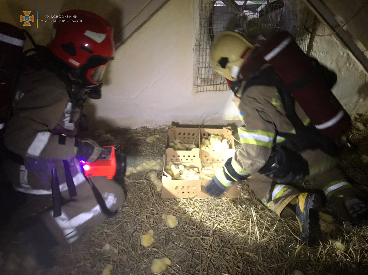 Під час пожежі на птахофабриці у Пустомитах загинули 30 тисяч курчат. Фото: ДСНС.